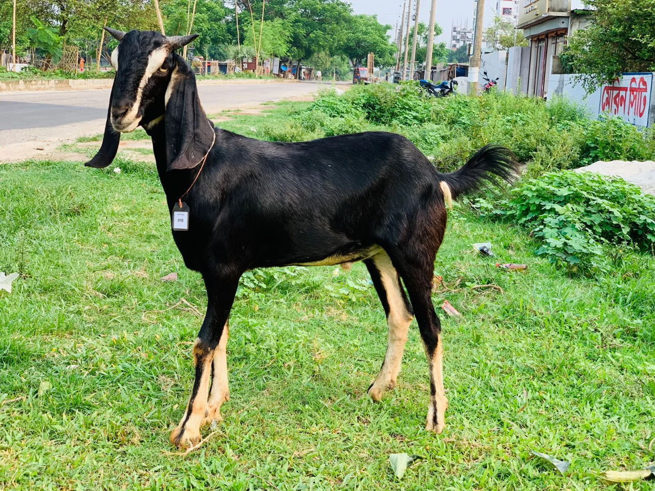 দেশী  ছাগল (29KG) 